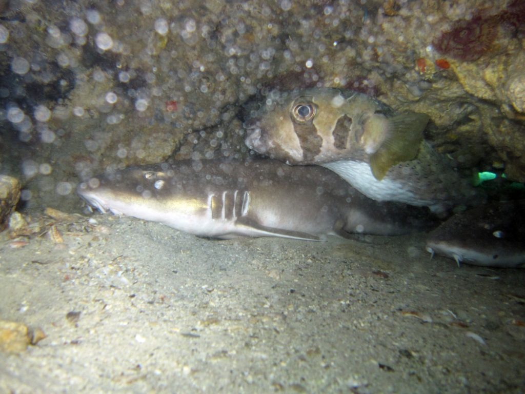 Sharks and porkupine pufferfish at Koh Klung Baddan