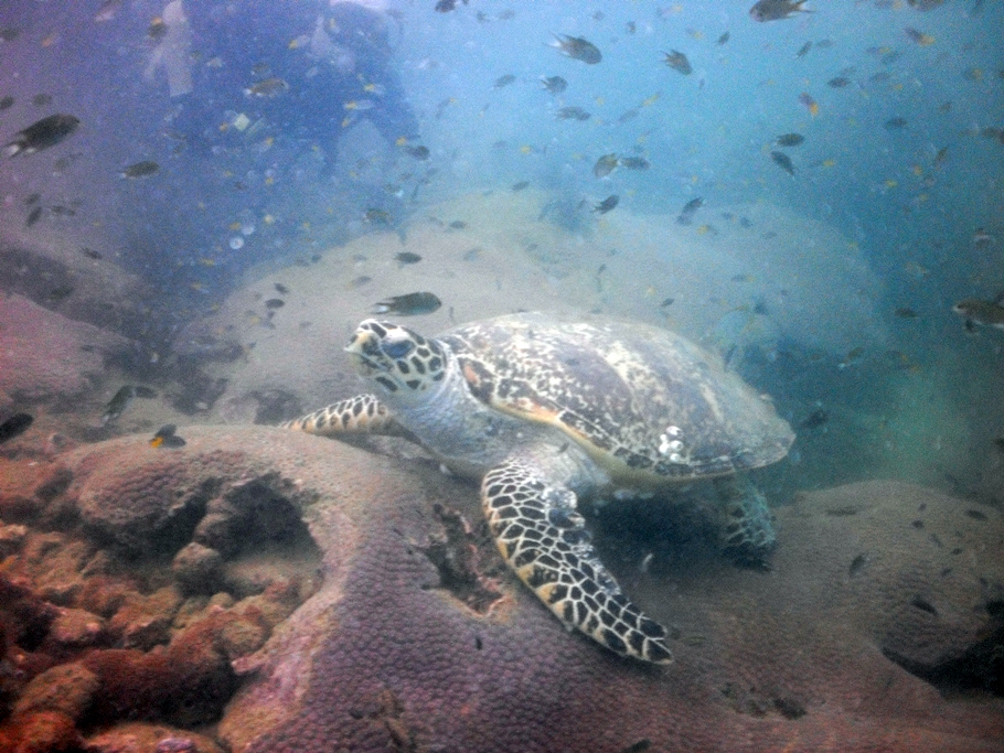 Hawksbill Turtle with Steve